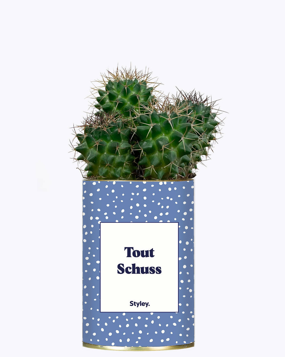 Plante facile à entretenir - tout schuss - cactus