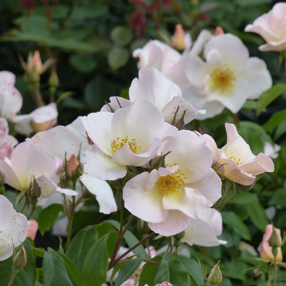 Rosier arbuste 'sally holmes' pot de 3l/4l