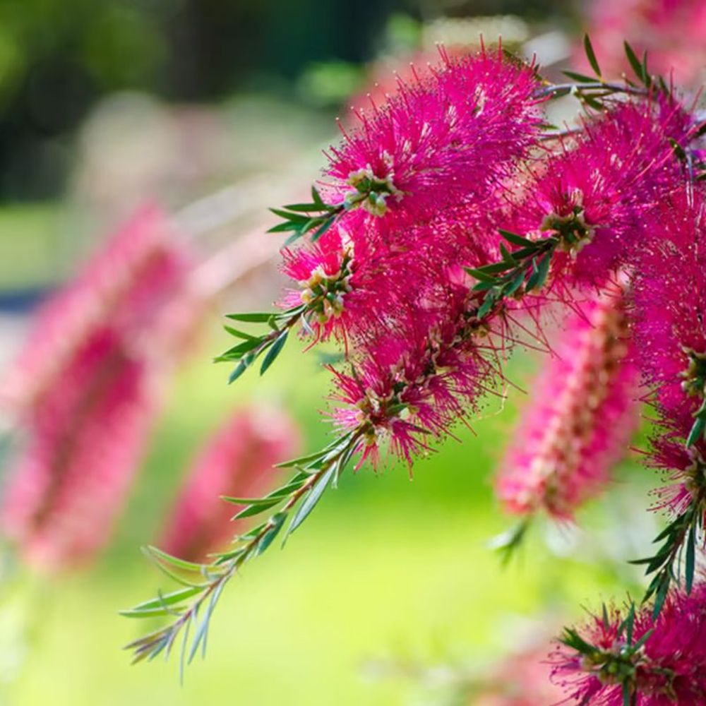 Rince bouteille 'hot pink' (callistemon viminalis 'hot pink')