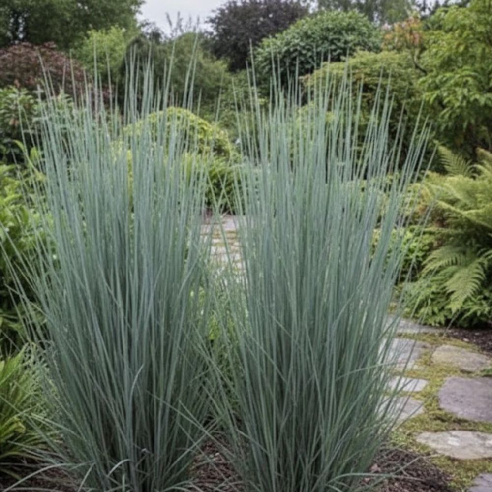 Schizachyrium prairies blues lot de 3 godets