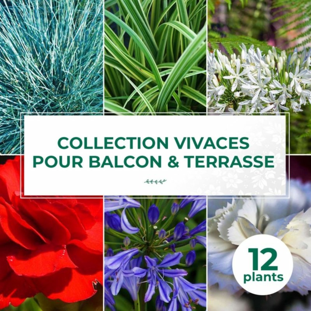 Collection de 13 vivaces pour balcons et terrasses