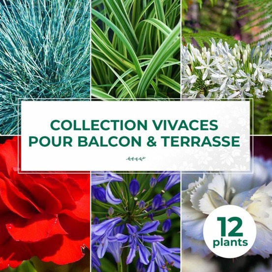 Collection de 13 vivaces pour balcons et terrasses