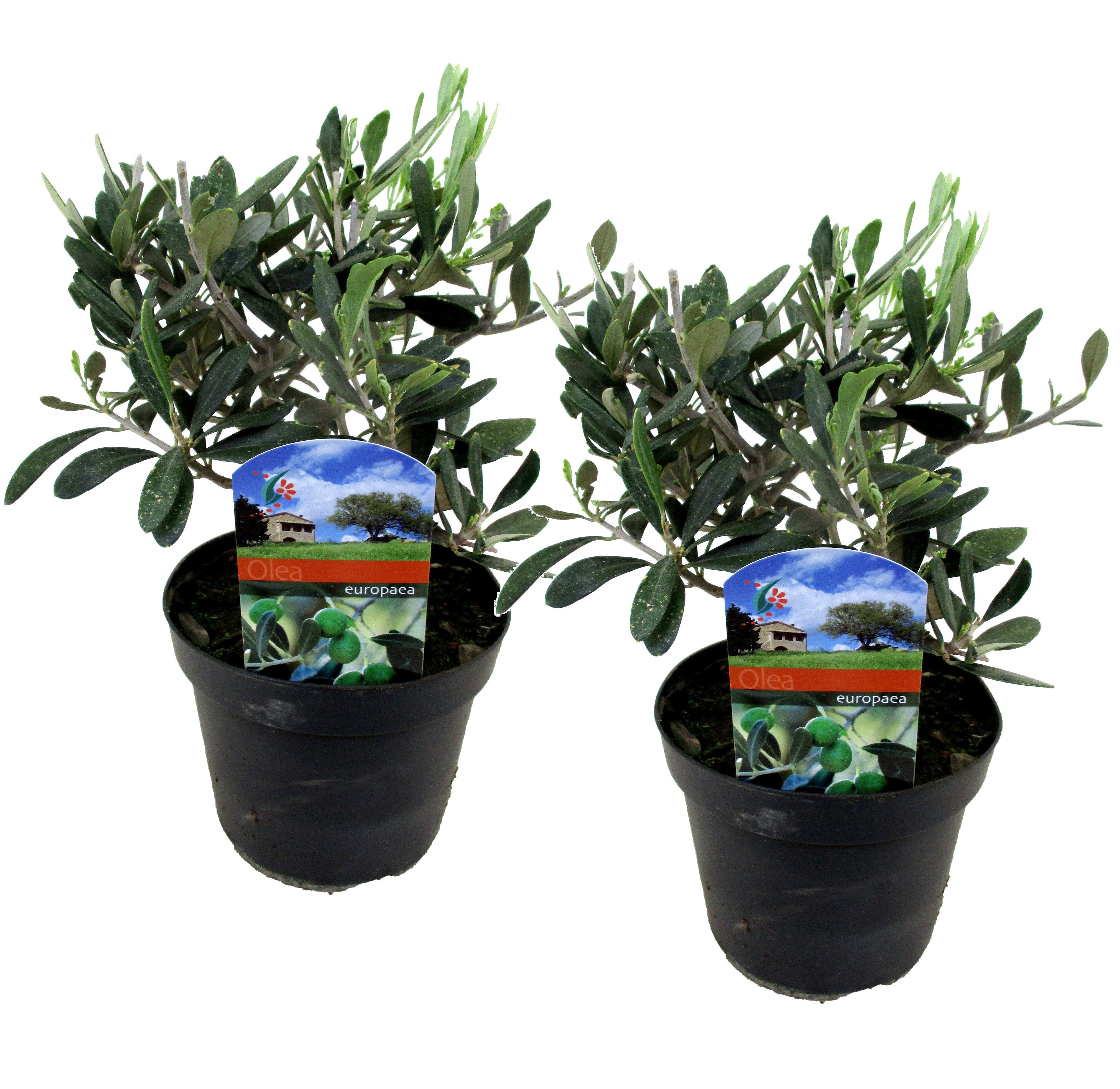 Olea europaea - l'olivier - set de 2 - pot 14cm - hauteur 25-40cm