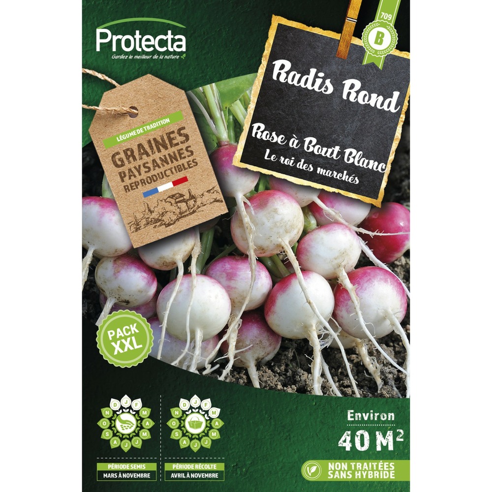 Graines paysannes - radis rose à bout blanc xxl