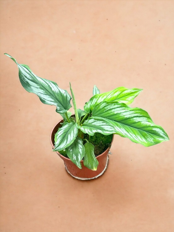 Homalomena riau sumatra