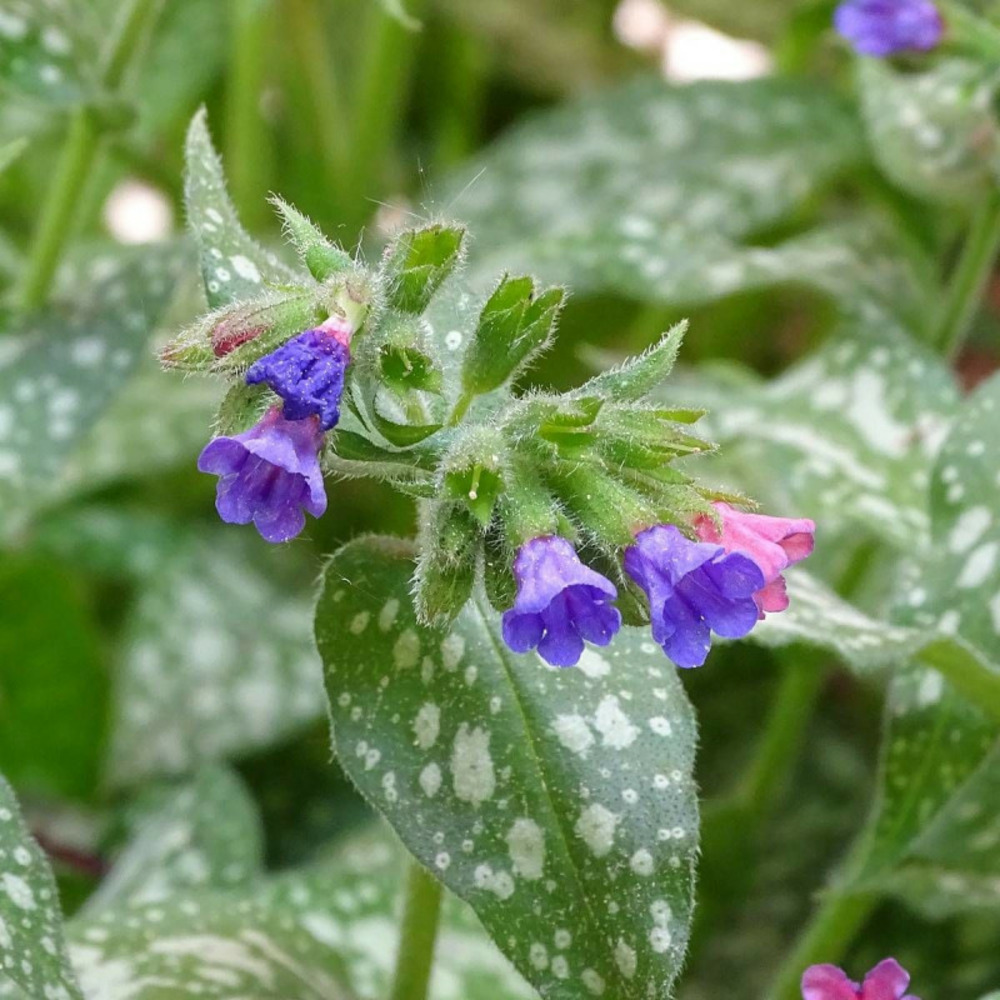Pulmonaire trevi fountain lot de 3 godets