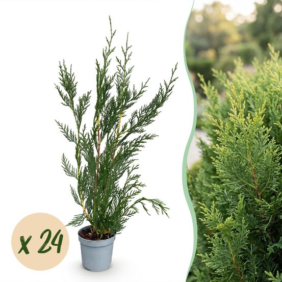 Cyprès de leyland 2011 - lot de 24 - pot 9 cm - hauteur 30-40 cm - plante d'extérieur
