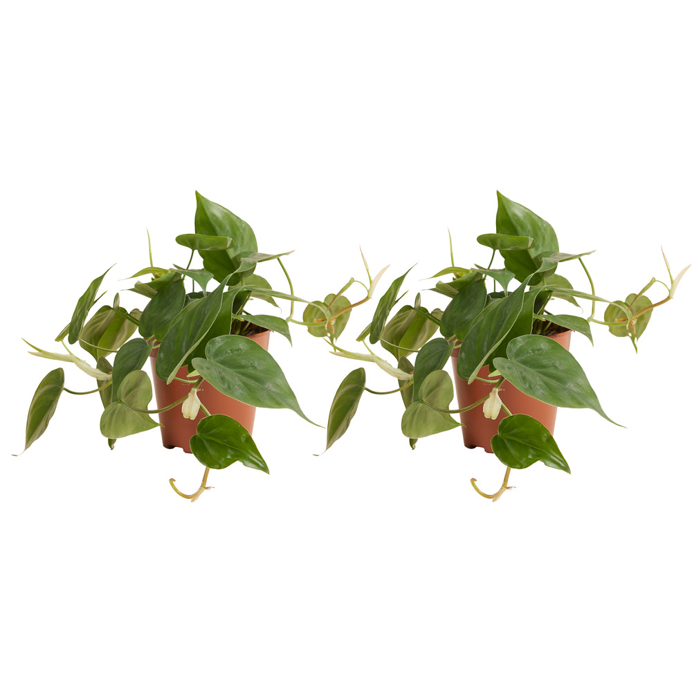 Lot de 2 philodendron scandens - retombante/grimpante - 15-20 cm - pot 12 cm
