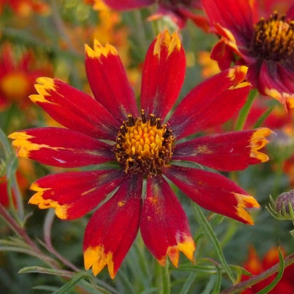 Coréopsis à feuilles en aiguilles 'bengal tiger' pot de 1,5l/2l