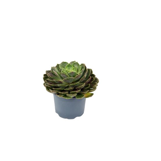 Succulentes variees pot 10,5 cm