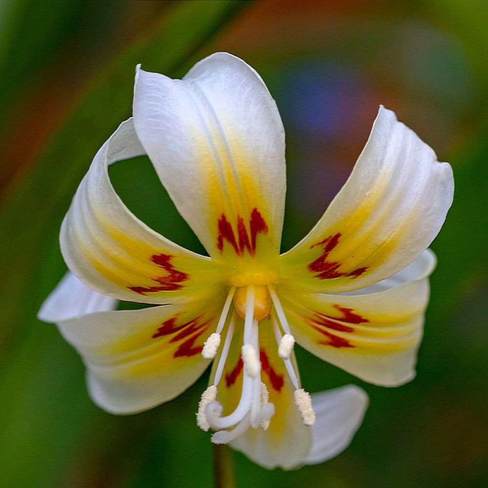 Érythrone 'white beauty' bulbe calibre i (par 3)