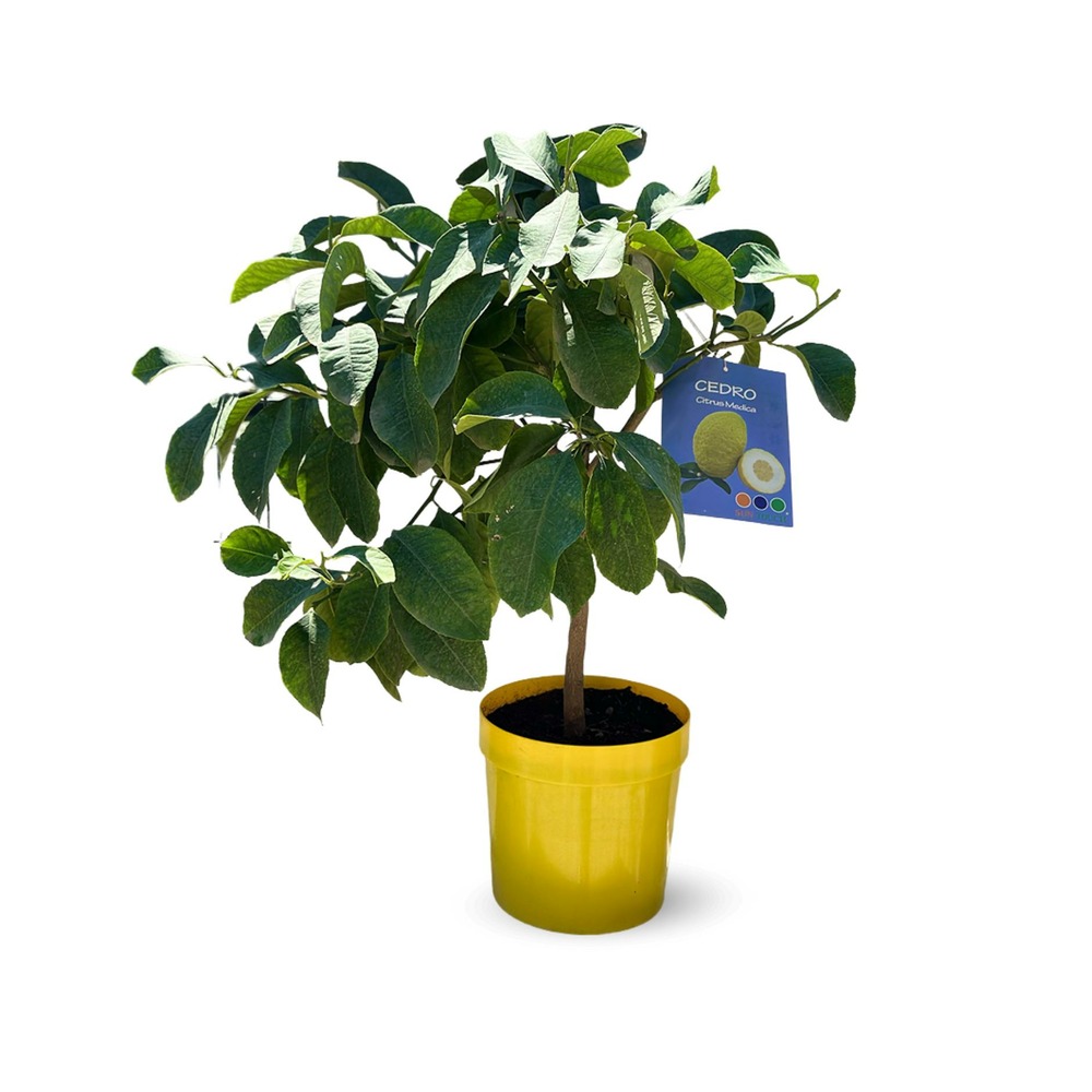 Cedratier - citrus medica - agrume méditerranéen - arbre fruitier - ↕ 75-85 cm - ⌀ 22 cm