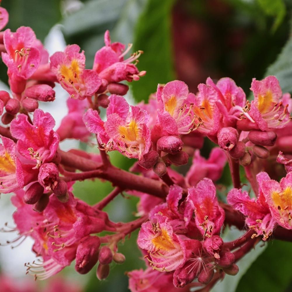 Marronnier à fleurs rouges 'briotii' pot de 7,5l/10l, tige