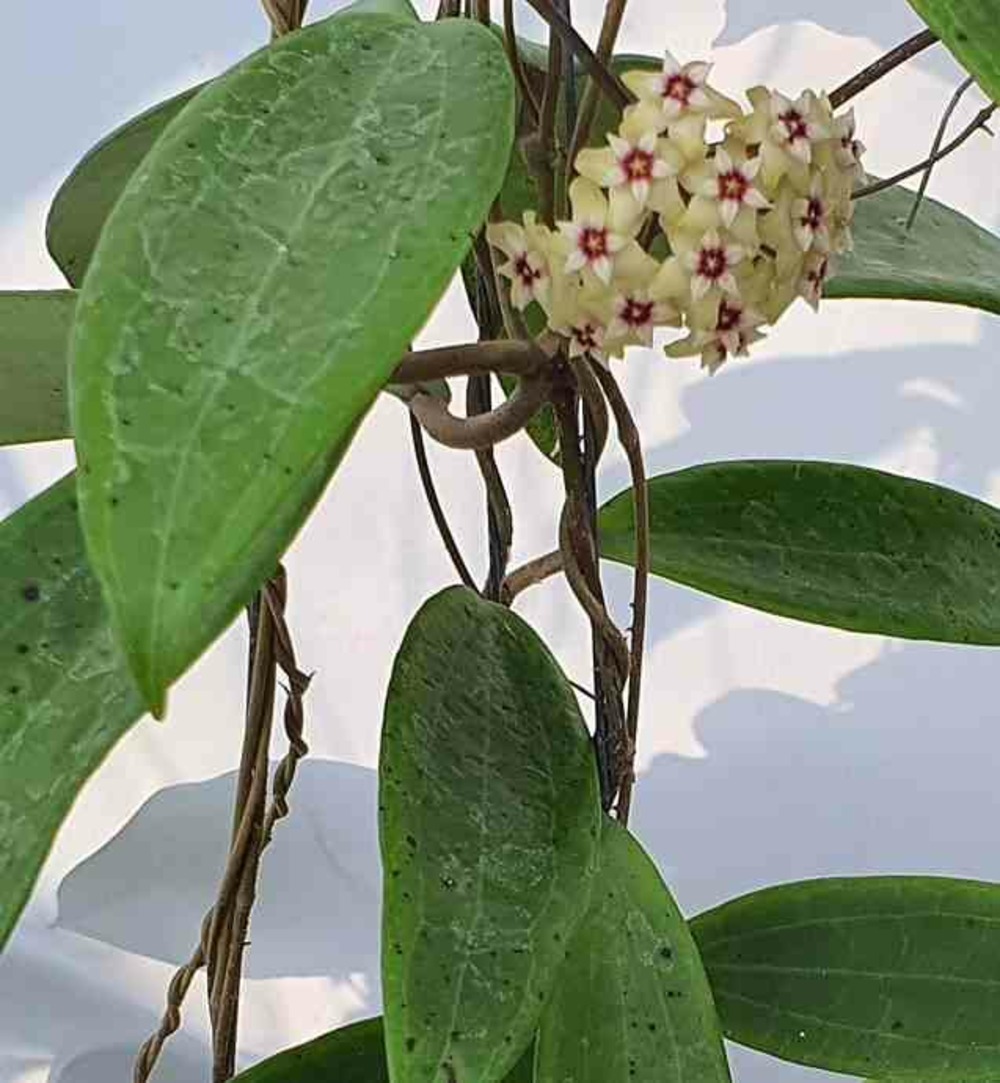 Hoya sp. Bulusan (fleur de porcelaine, fleur de cire) jaune - taille pot de 2 litres - 20/40 cm