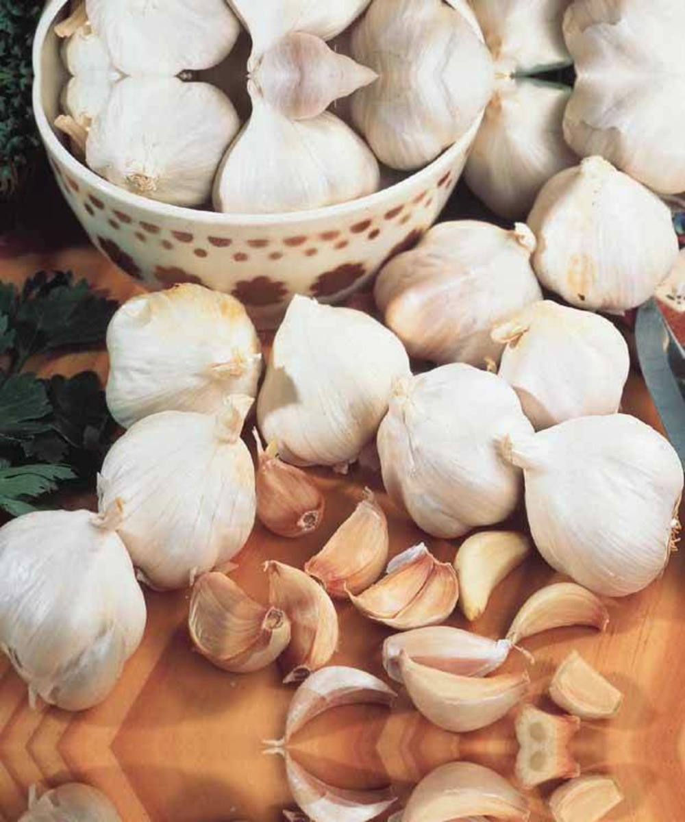 Ail rose arno - le sachet de bulbes / 250g / circonférence 40-50mm ...