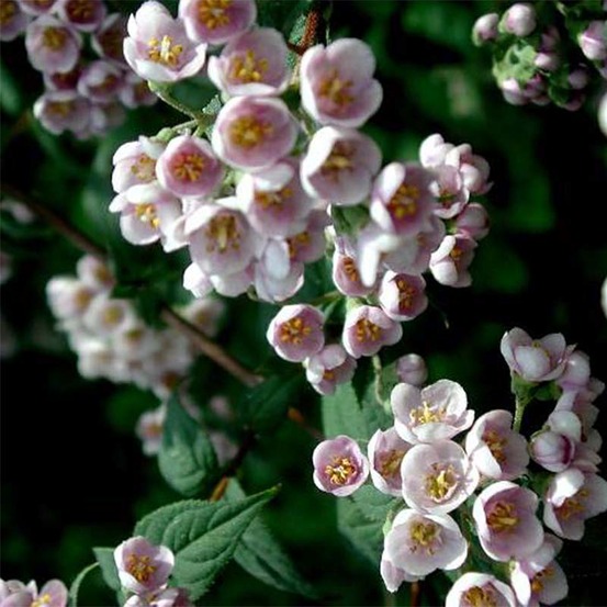 Deutzia 'lavender time' pot de 7,5l/10l