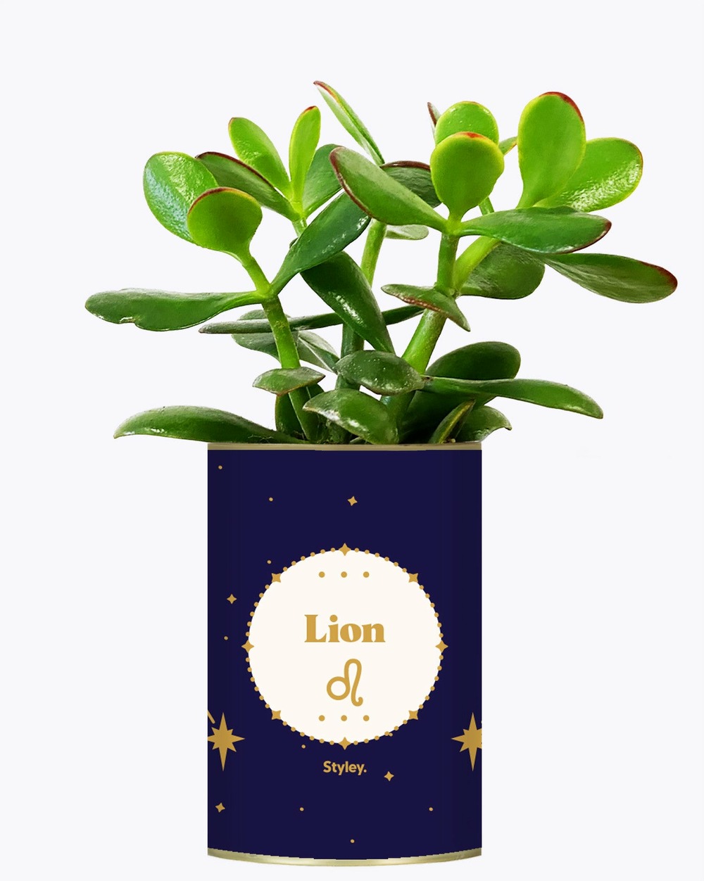 Idée cadeau - astrologie - plante zodiac