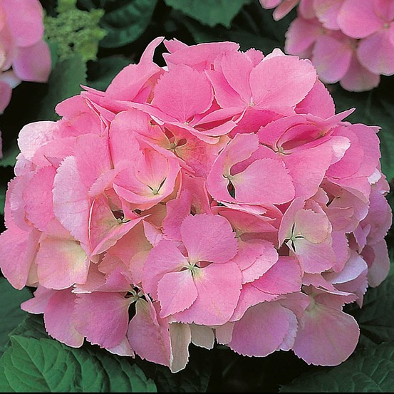 Hortensia rose - le godet