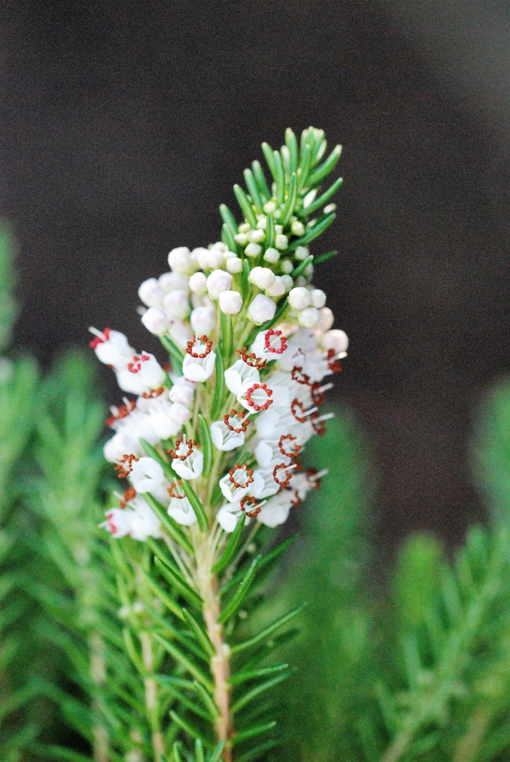 Bruyère vagabonde 'alba' - en pot de 1 litre