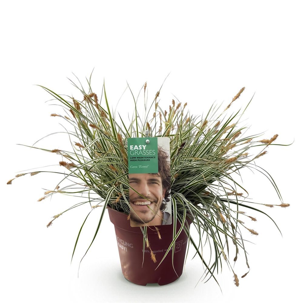 Laîche 'everest' - pot 17 cm - hauteur 50 cm - plante d'extérieur
