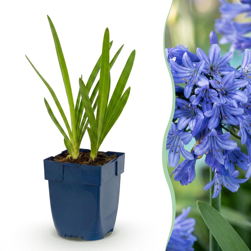Agapanthe bleue - lot de 6 - h 15-25 cm, pot ø11 cm