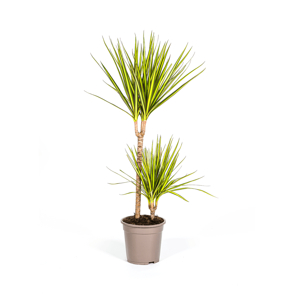 Dracaena marginata sunray ø19cm - ↕80-100cm - plantes d'intérieur