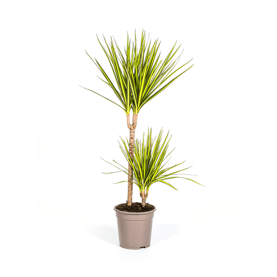 Dracaena marginata sunray ø19cm - ↕80-100cm - plantes d'intérieur