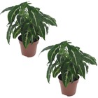 Syngonium wendlandii - plante d'appartement - set de 2 - ⌀12cm - hauteur 20-30cm