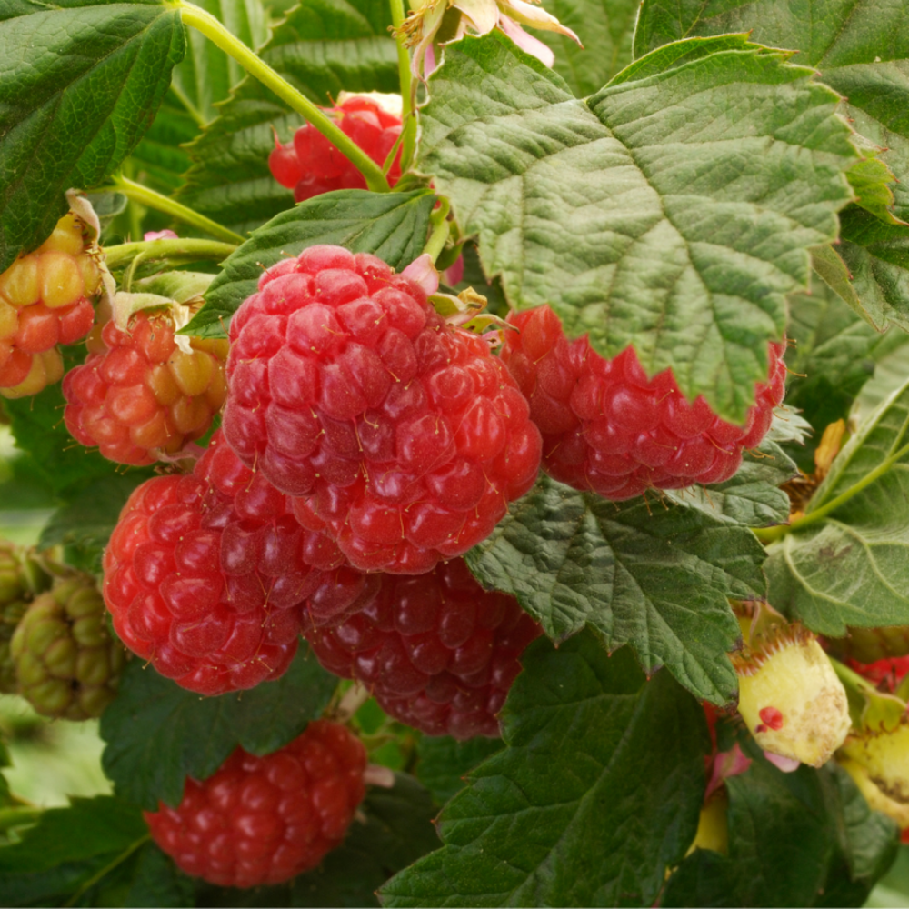 Framboisier héritage - rubus idaeus héritage 50/60cm