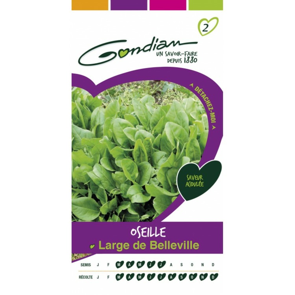 Oseille large de belleville