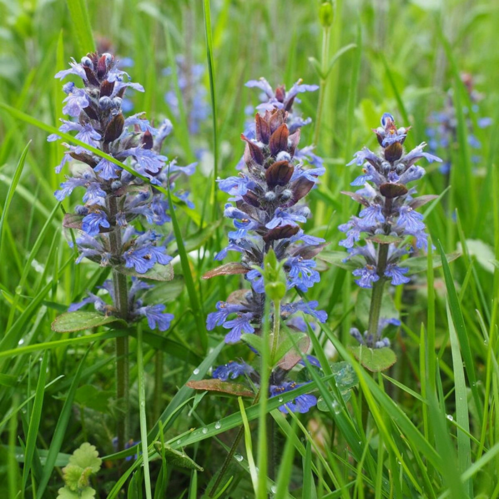 Bugle rampante godet - 5/20 cm