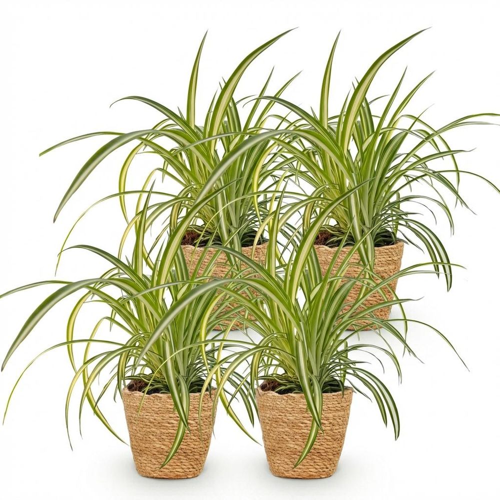 Chlorophytum comosum variegatum - pet-friendly - plante araignée - pot de 12cm - hauteur 20-30cm