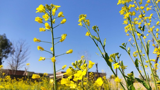 Sachet de graines de moutarde blanche - sachet de 20 grammes - petite entreprise française