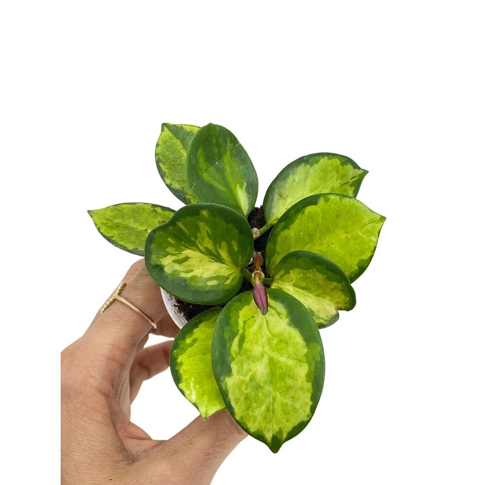 Hoya australis lisa - pot de 6cm - plantes d'intérieur