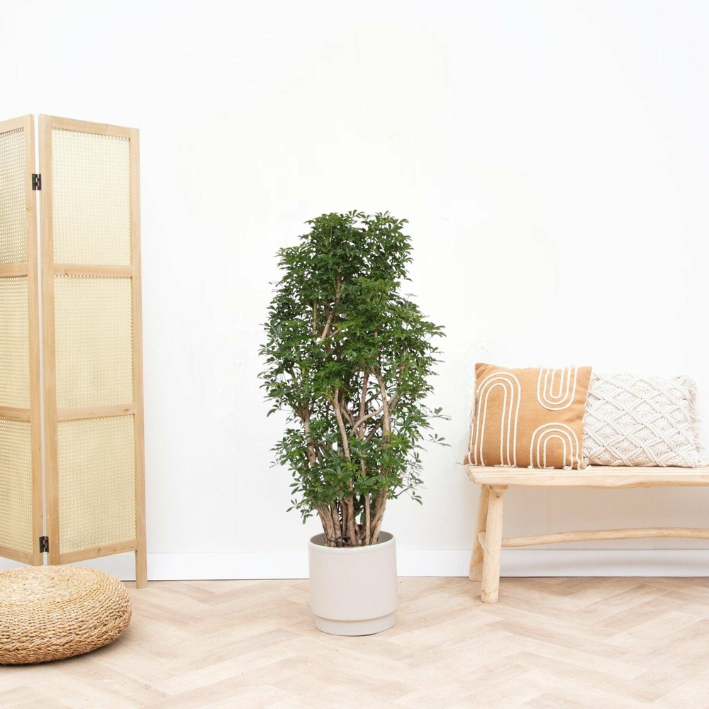 Scheflera luseana 160cm - plante d'intérieur