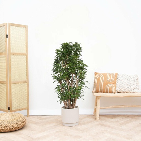Scheflera luseana 160cm - plante d'intérieur