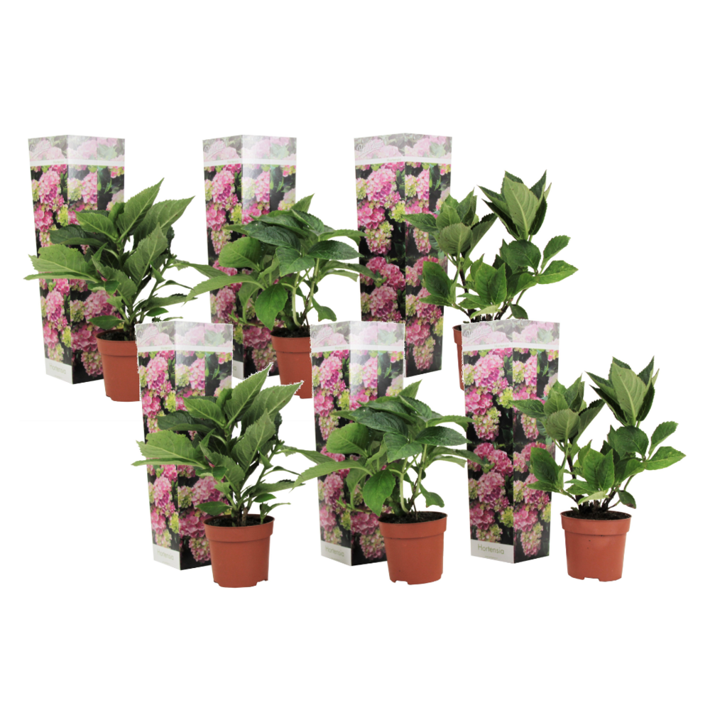 Hydrangea macrophylla - rose - set de 6 - hortensia - pot 9cm - hauteur 25-40cm