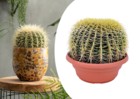 Echinocactus grusonii - cactus à tonne dorée - cactus - ⌀25cm - hauteur 40–45cm