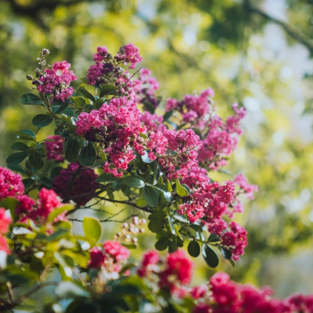 Lilas des indes la mousson, lagerstroemia pot de 3l - touffe