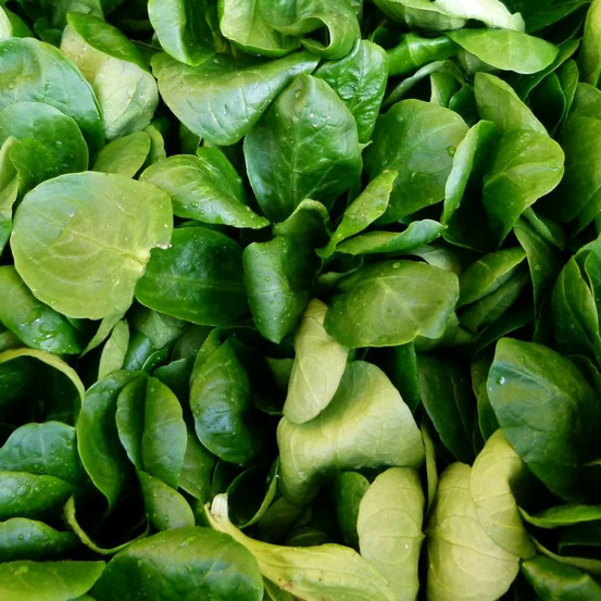 Graines de mâche coquille de louviers - vilmorin sachet