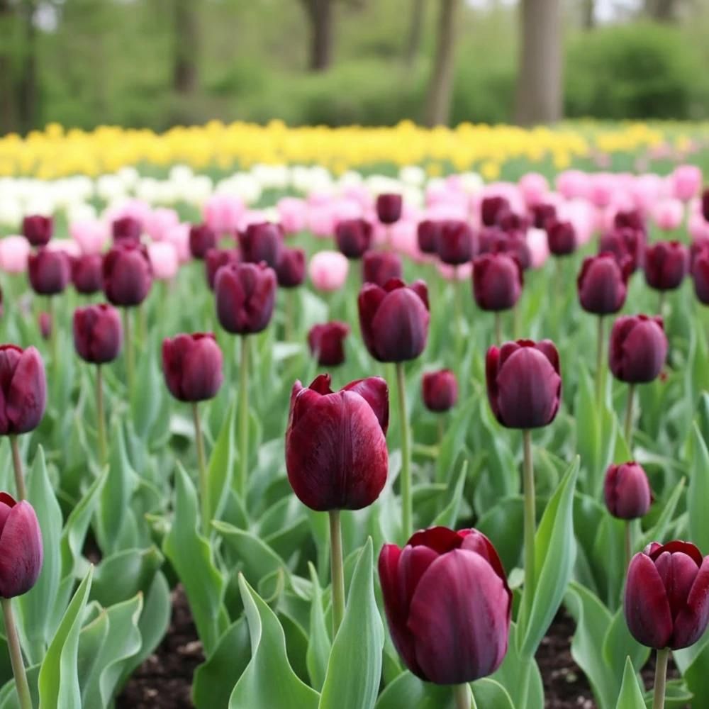 Bulbe de tulipe triomphe ronaldo sachet de 8 bulbes