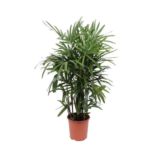 Rhapis excelsa - h120 cm - ø27 cm