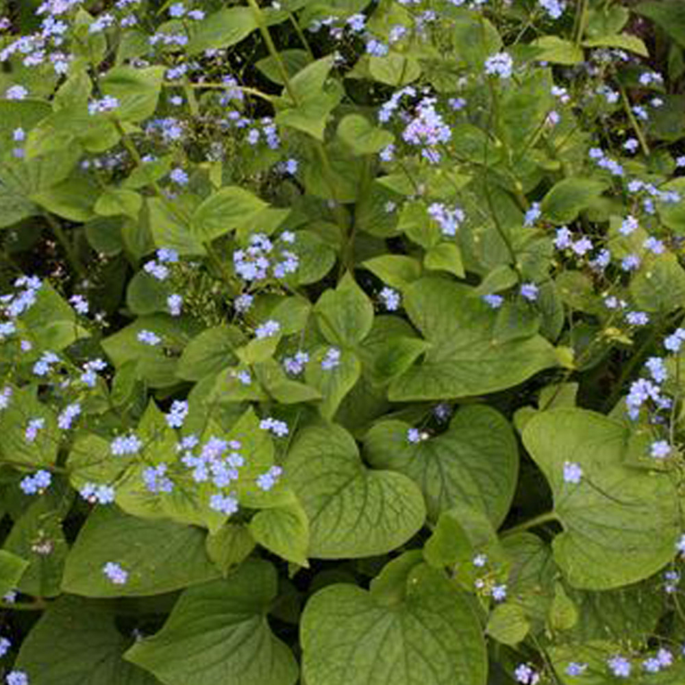 6 x buglosse du caucase - brunnera macrophylla - godet 9cm x 9cm