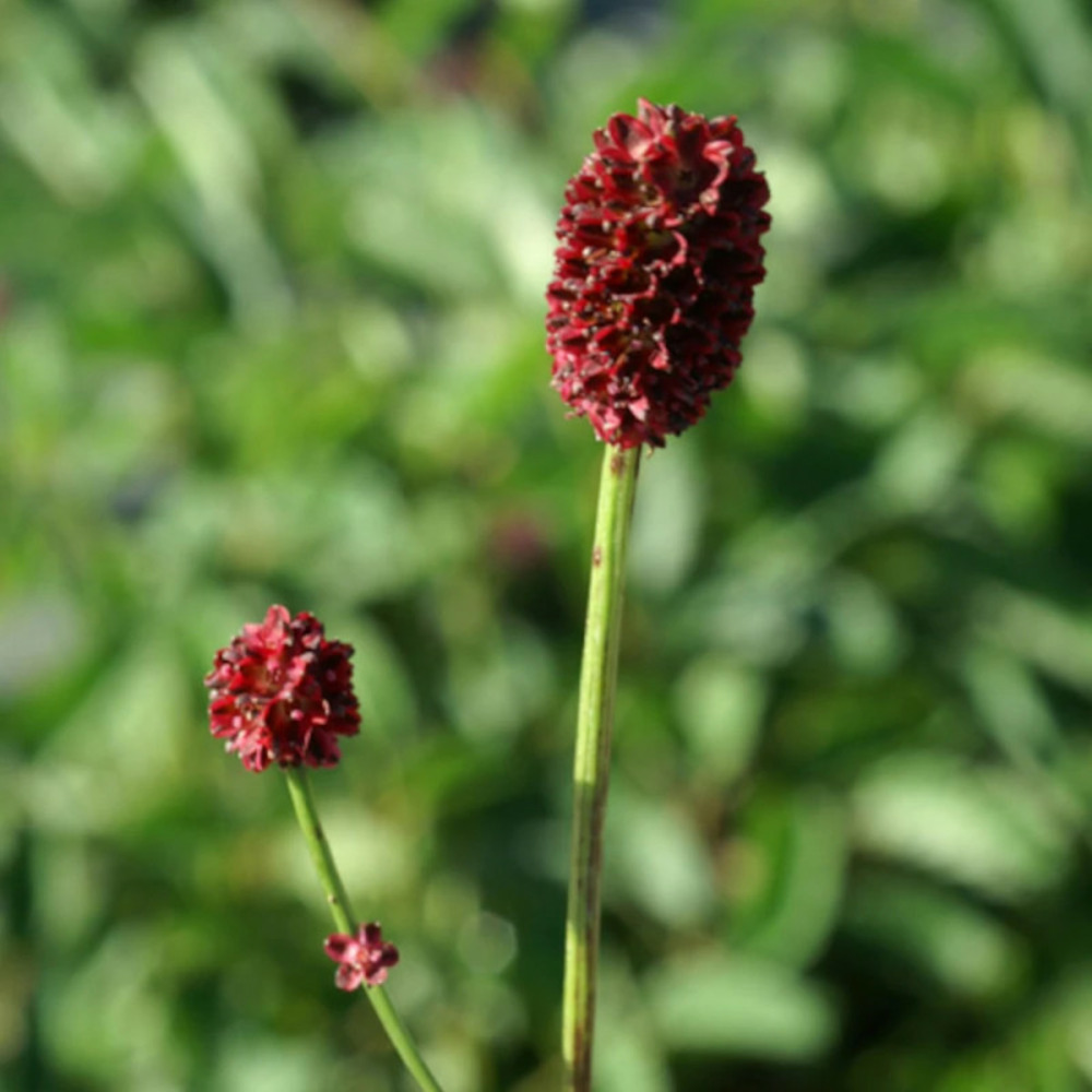 Sanguisorba - pimprenelle tanna lot de 9 godets