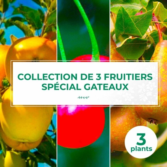 Collection 3 fruitiers spécial gâteaux