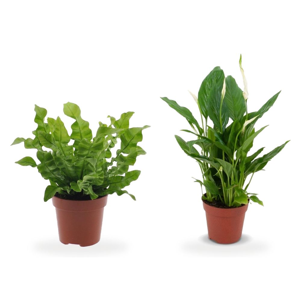 Duo coin lumière douce — spathiphyllum & asplenium crispy wave