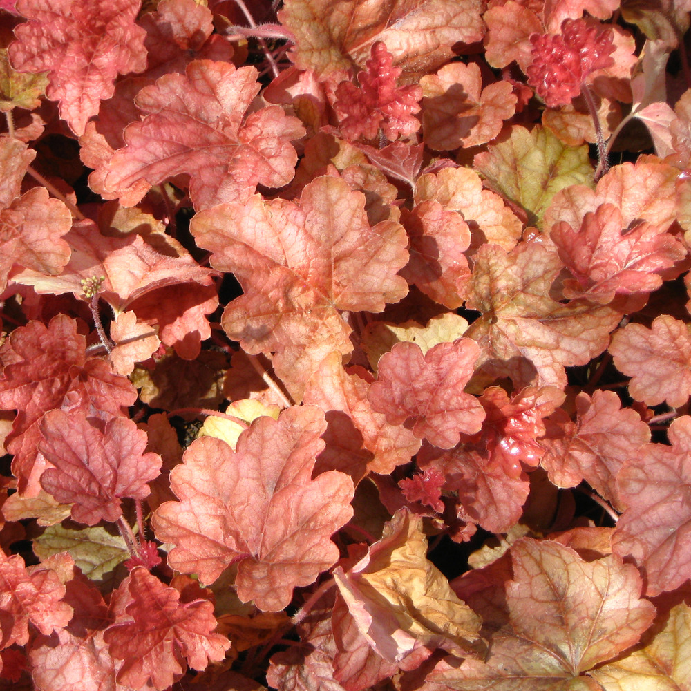 Heucherella 'copper cascade' godet de 8/9 cm