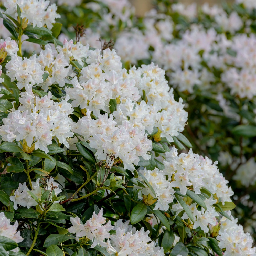 Rhododendron cunningham's white - le pot / 3l / hauteur livrée 30-40cm