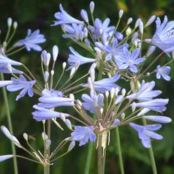 6 x agapanthe 'peter pan' - agapanthus 'peter pan' - godet 9cm x 9cm
