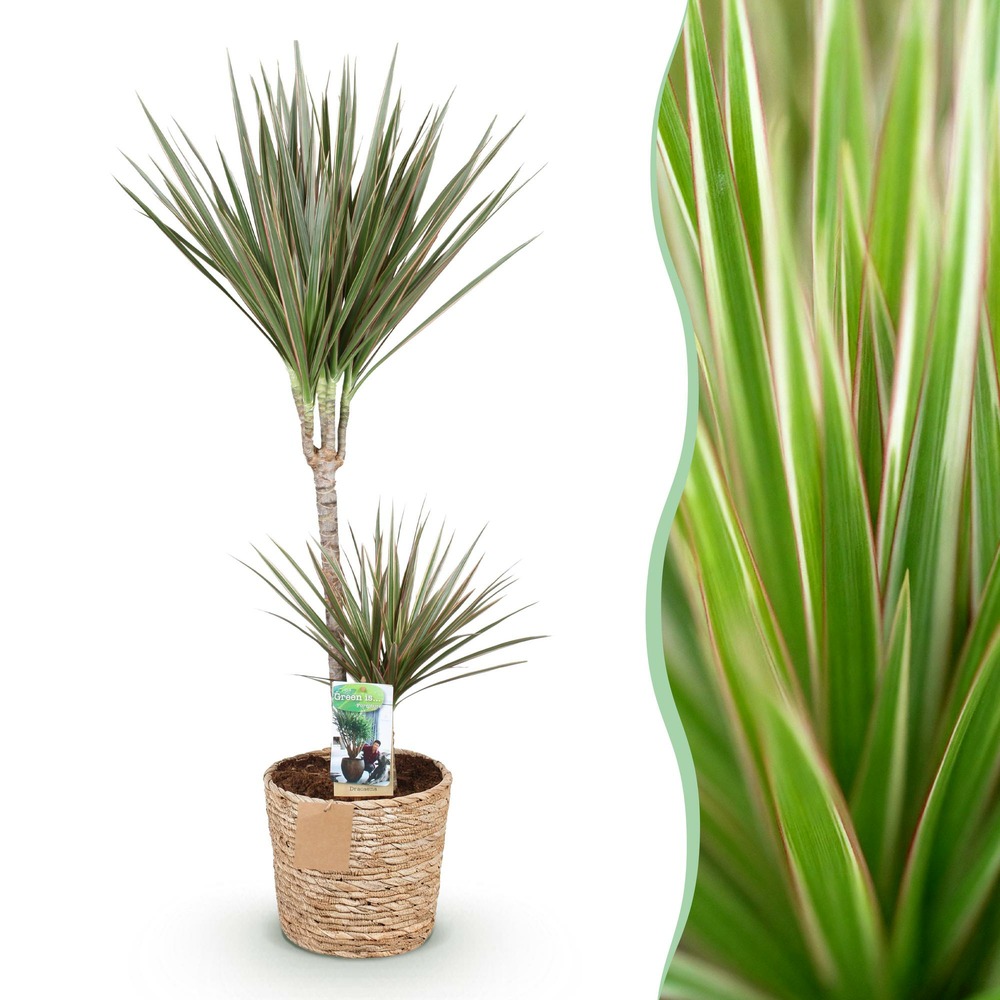 Dracaena marginata bicolor – pot 21 cm – hauteur 90-100 cm